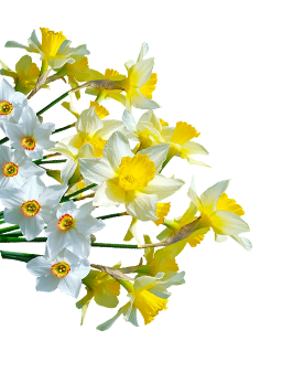 Flores